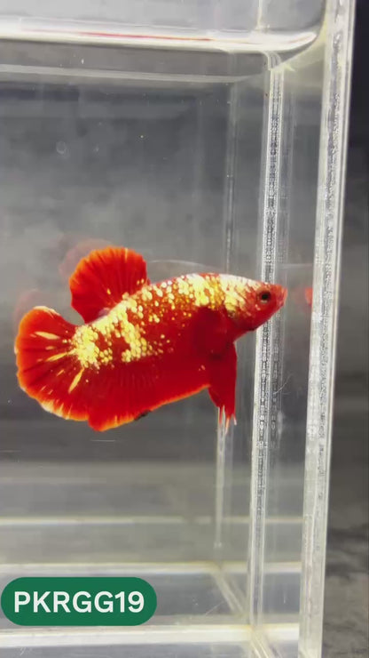 Golden Star Dust Galaxy Plakat Male Betta Fish | Super Rare | You Pick Fish
