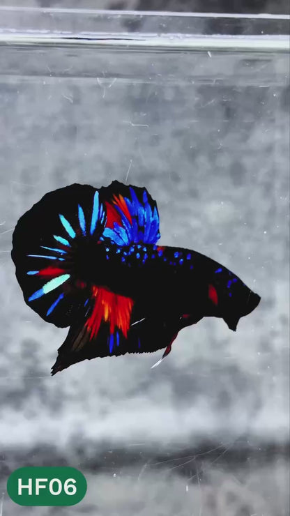 Dark Flame Hellfire Plakat Male Betta Fish | You Pick Fish | Rare Betta