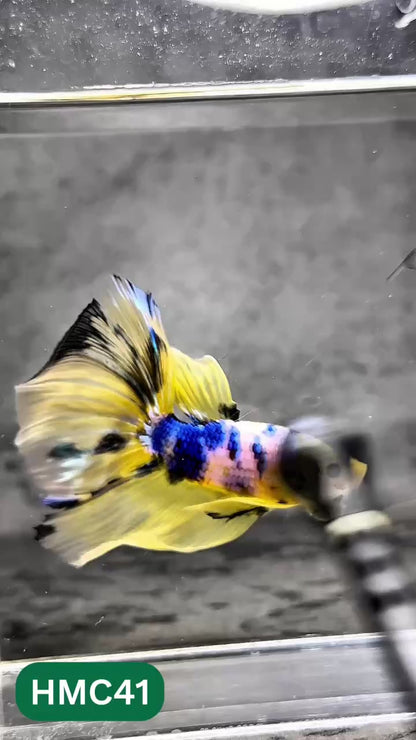 Multicolor Halfmoon Male Betta Fish | Order Directly From Farm | You Pick Fish