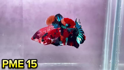 Metallic Plakat Betta Fish | You Pick Betta | Show Grade