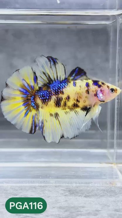 King Giant Plakat Male Betta Fish | You Pick Fish | High Grade