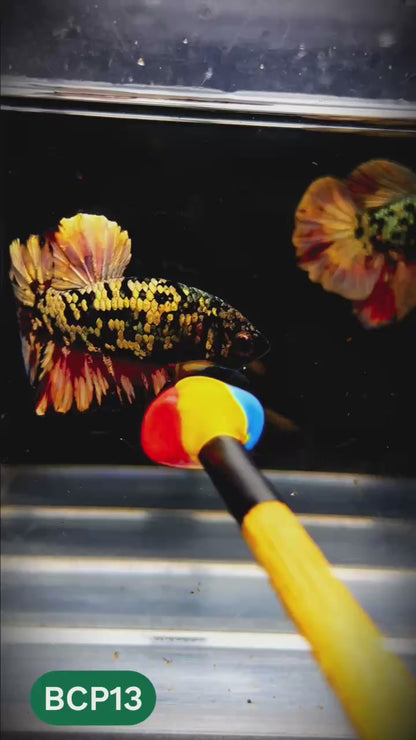 Black Panther Plakat Male Betta Fish | You Pick Fish | Rare Betta