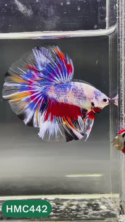 Nemo Halfmoon Male Betta Fish | Order Directly From Farm | You Pick Fish