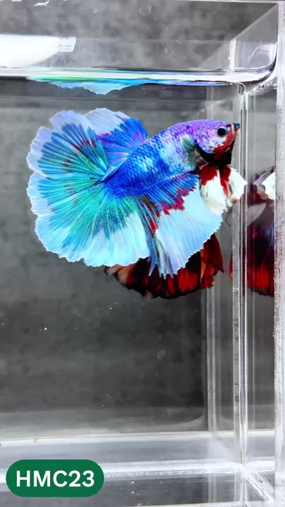 Multicolor Halfmoon Male Betta Fish | High Grade | Order Directly From Farm |  You Pick Fish |