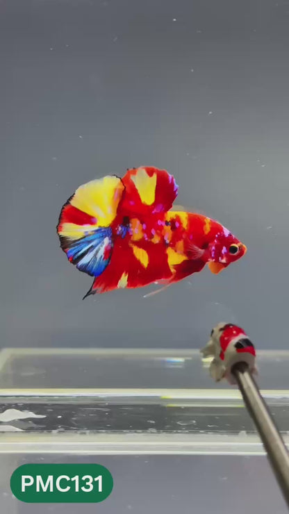 Multicolor Plakat Male Betta Fish |Show Grade|  You Pick Fish