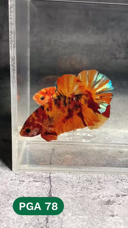 King Giant Plakat Male Betta Fish | You Pick Fish | High Grade