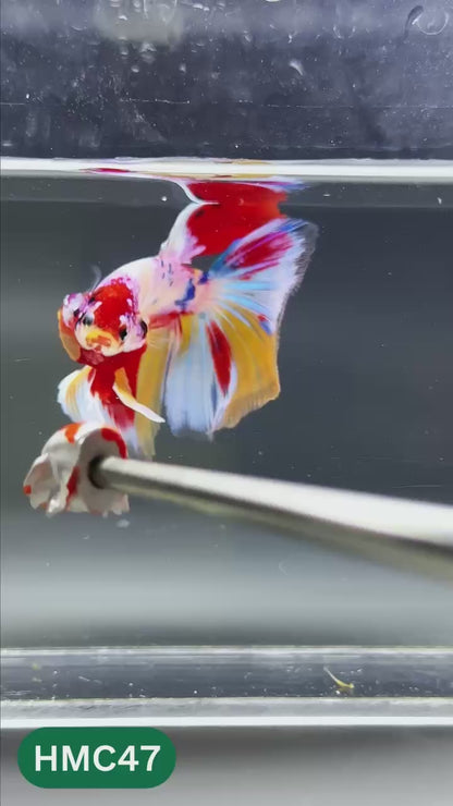 Multicolor Halfmoon Male Betta Fish | High Grade | Order Directly From Farm |  You Pick Fish |