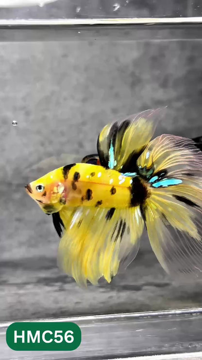 Multicolor Halfmoon Male Betta Fish | Order Directly From Farm | You Pick Fish