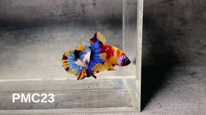 Multicolor Plakat Male Betta Fish |Show Grade|  You Pick Fish