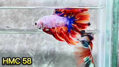 Multicolor Halfmoon Male Betta Fish | High Grade | Order Directly From Farm|  You Pick Fish |