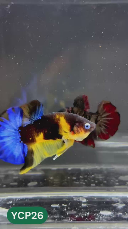 Koi Yellow Plakat Male Betta Fish | Show Grade | You Pick Fish