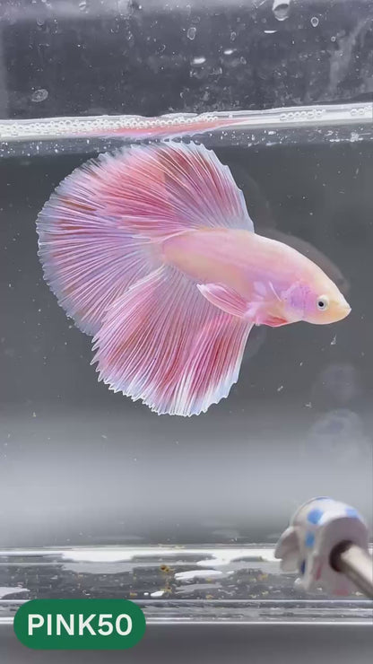 Pink Halfmoon Male Betta Fish | You Pick Fish | Order Directly From Farm