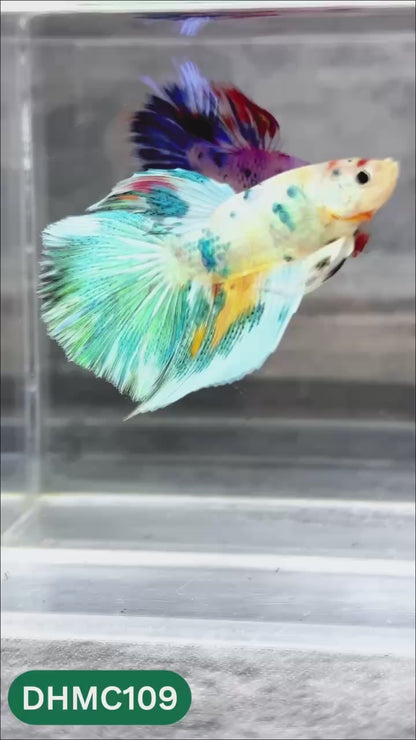 Multicolor Halfmoon Male Betta Fish | Order Directly From Farm | You Pick Fish