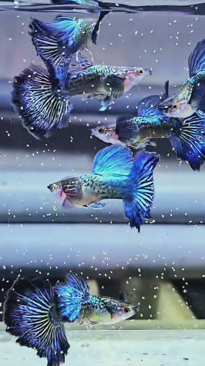 Blue Dragon Guppy Fish