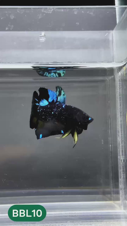 Black Star Nebula Plakat Male Betta | You Pick Betta | High Grade