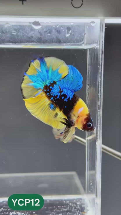 Koi Yellow Plakat Male Betta Fish | Show Grade | You Pick Fish