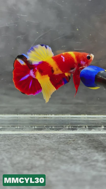 Multicolor Yellow Base Plakat Male Betta Fish | Order Directly From Farm|  You Pick Fish