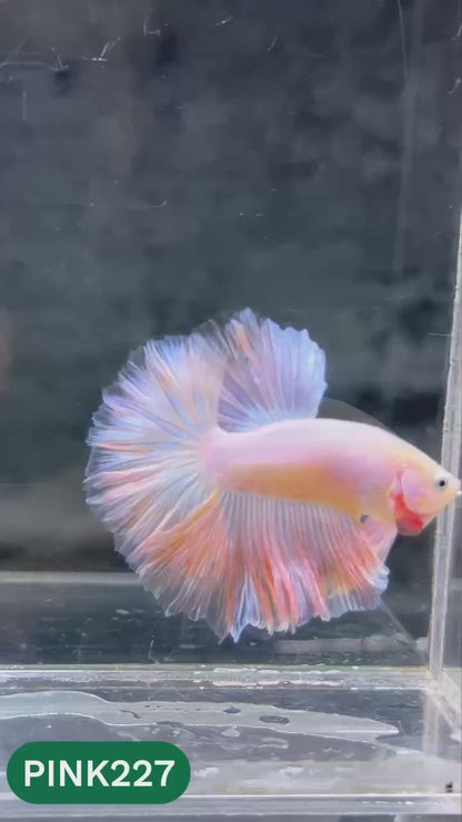 Pink Halfmoon Male Betta Fish | You Pick Fish | Order Directly From Farm