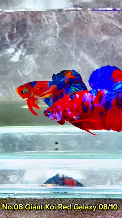 King Giant Plakat Male Betta Fish | You Pick Fish | High Grade