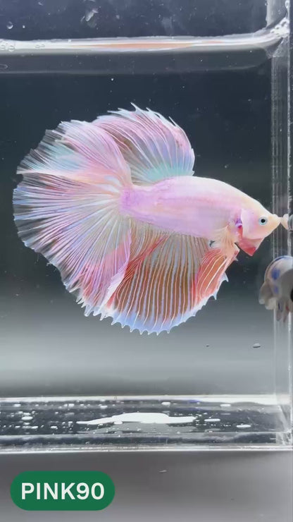 Pink Halfmoon Male Betta Fish | You Pick Fish | Order Directly From Farm