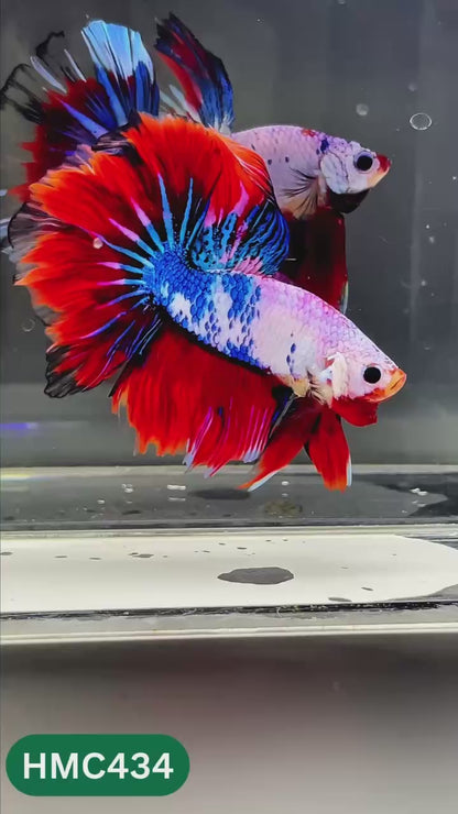 Nemo Halfmoon Male Betta Fish | Order Directly From Farm | You Pick Fish