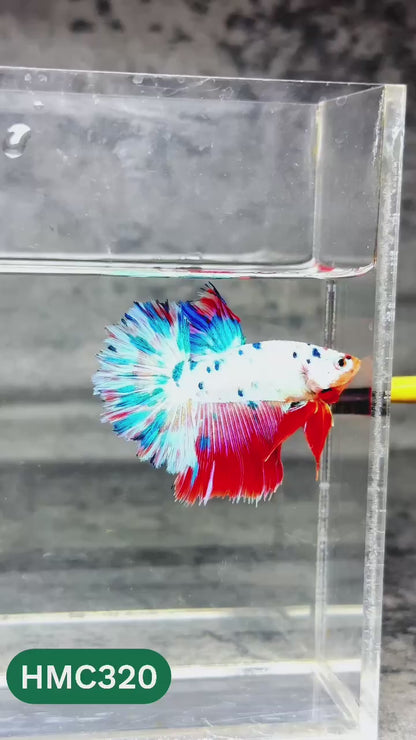 Multicolor Halfmoon Male Betta Fish | High Grade | Order Directly From Farm |  You Pick Fish |
