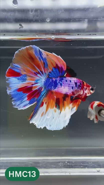 Multicolor Halfmoon Male Betta Fish | High Grade | Order Directly From Farm |  You Pick Fish |