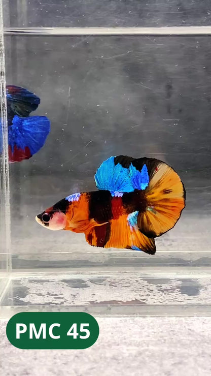 Multicolor Plakat Male Betta Fish |Show Grade|  You Pick Fish