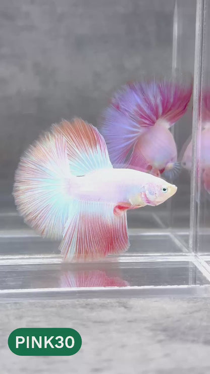 Pink Halfmoon Male Betta Fish | You Pick Fish | Order Directly From Farm