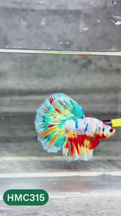 Multicolor Halfmoon Male Betta Fish | High Grade | Order Directly From Farm |  You Pick Fish |