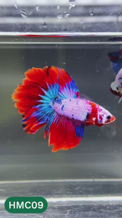 Multicolor Halfmoon Male Betta Fish | High Grade | Order Directly From Farm |  You Pick Fish |