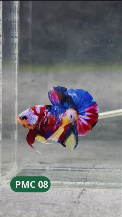Multicolor Plakat Male Betta Fish |Show Grade|  You Pick Fish