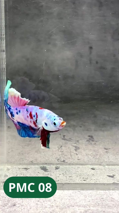 Multicolor Plakat Male Betta Fish |Show Grade|  You Pick Fish