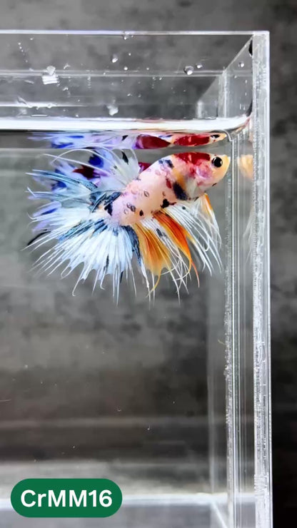 Crowntail Multicolor Male Betta Fish | High Grade | You Pick Fish |