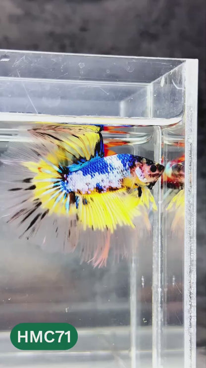 Nemo Halfmoon Male Betta Fish | Order Directly From Farm | You Pick Fish