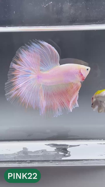 Pink Halfmoon Male Betta Fish | You Pick Fish | Order Directly From Farm