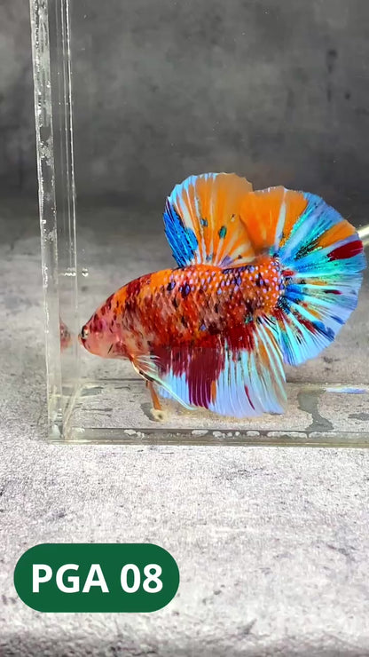 King Giant Plakat Male Betta Fish | You Pick Fish | High Grade
