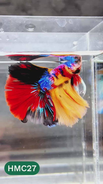 Nemo Halfmoon Male Betta Fish | Order Directly From Farm | You Pick Fish