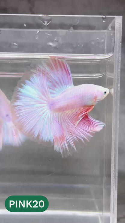 Pink Halfmoon Male Betta Fish | You Pick Fish | Order Directly From Farm