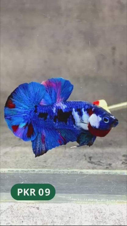 Multicolor Yellow Base Plakat Male Betta Fish | Order Directly From Farm |  You Pick Fish