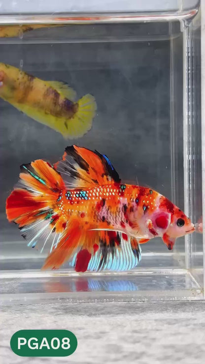 King Giant Plakat Male Betta Fish | You Pick Fish | High Grade