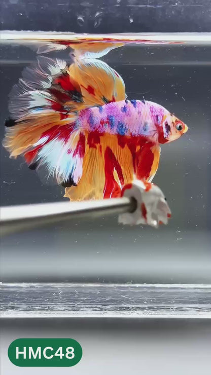 Multicolor Halfmoon Male Betta Fish | High Grade | Order Directly From Farm |  You Pick Fish |