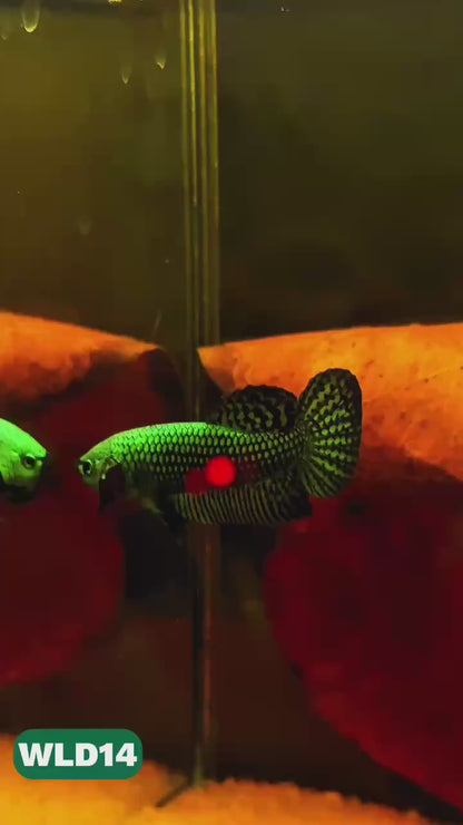 Wild Alien Male Betta Fish | You Pick Fish