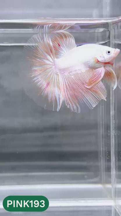 Pink Halfmoon Male Betta Fish | You Pick Fish | Order Directly From Farm