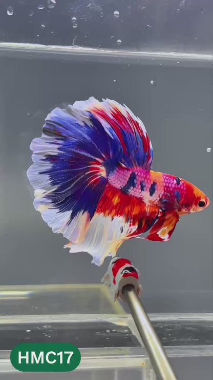 Multicolor Halfmoon Male Betta Fish | High Grade | Order Directly From Farm |  You Pick Fish |