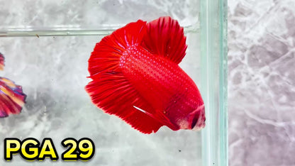 King Giant Plakat Male Betta Fish | You Pick Fish | High Grade