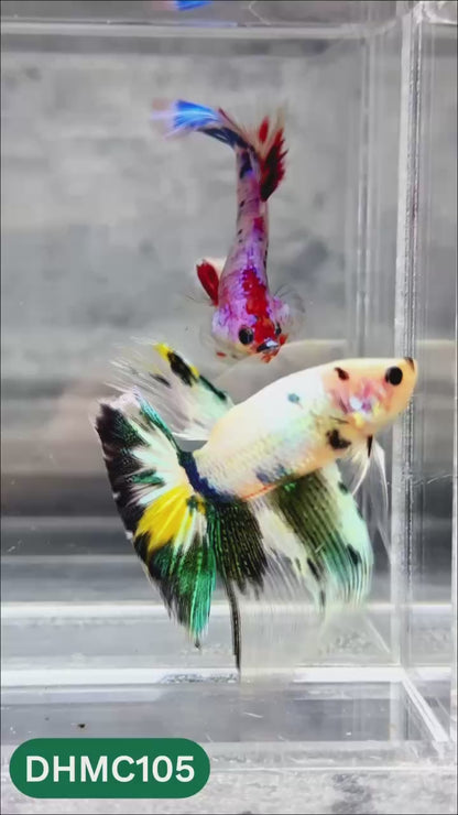Multicolor Halfmoon Male Betta Fish | Order Directly From Farm | You Pick Fish