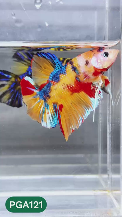 King Giant Plakat Male Betta Fish | You Pick Fish | High Grade