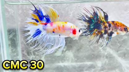 Crowntail Multicolor Male Betta Fish | High Grade | You Pick Fish |