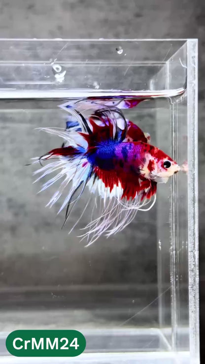 Crowntail Multicolor Male Betta Fish | High Grade | You Pick Fish |